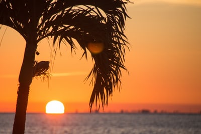 view of the ocean with palm tree and sun setting in background in west palm beach florida