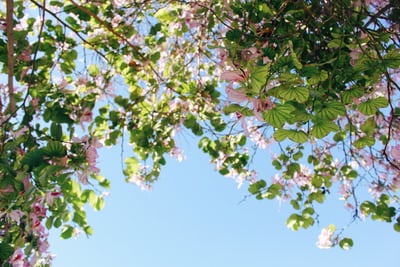 view of blossoms in the spring in scotsdale