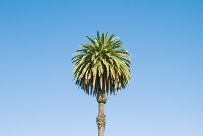 single palm tree blowing in the wind in oakland