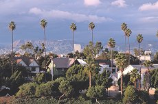 palm trees amongst houses in los angeles