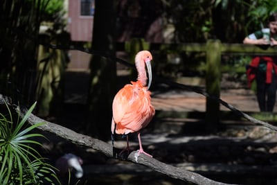 flamingo sitting on fence in jacksonville