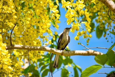 bird perched on limb of tree singing in lake buena vista 