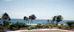palm trees blowing in the wind along the ocean front in kauai hawaii