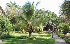 palm trees in park like setting in montego bay jamacia